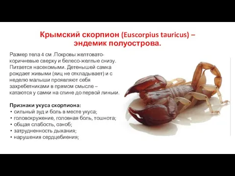 Крымский скорпион (Euscorpius tauricus) – эндемик полуострова. Размер тела 4 см .Покровы
