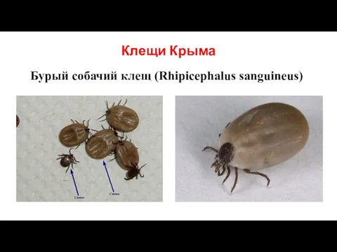 Клещи Крыма Бурый собачий клещ (Rhipicephalus sanguineus)