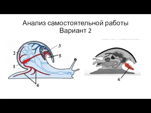 Анализ самостоятельной работы Вариант 2