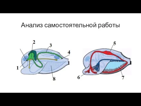 Анализ самостоятельной работы