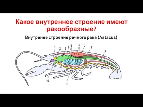 Какое внутреннее строение имеют ракообразные?