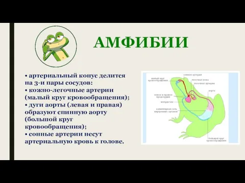 АМФИБИИ • артериальный конус делится на 3-и пары сосудов: • кожно-легочные артерии