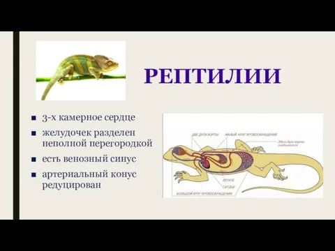 РЕПТИЛИИ 3-х камерное сердце желудочек разделен неполной перегородкой есть венозный синус артериальный конус редуцирован