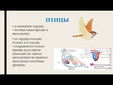 ПТИЦЫ • 4-камерное сердце; • полная перегородка в желудочке; • от сердца