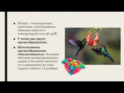 Птицы – теплокровные животные с интенсивным обменом веществ и температурой тела 38-45°С