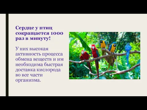 Сердце у птиц сокращается 1000 раз в минуту! У них высокая активность