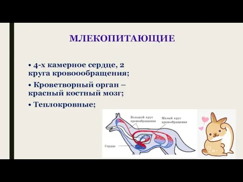 МЛЕКОПИТАЮЩИЕ • 4-х камерное сердце, 2 круга кровоообращения; • Кроветворный орган –