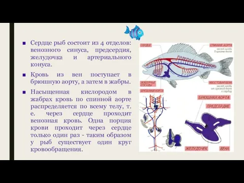 Сердце рыб состоит из 4 отделов: венозного синуса, предсердия, желудочка и артериального