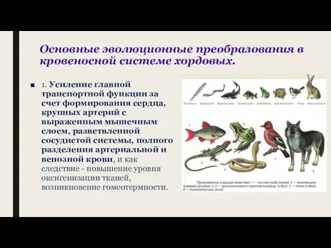 Основные эволюционные преобразования в кровеносной системе хордовых. 1. Усиление главной транспортной функции