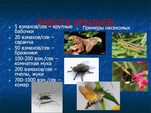 РАБОТА КРЫЛЬЕВ 5 взмахов/сек – крупные бабочки 20 взмахов/сек – саранча 50