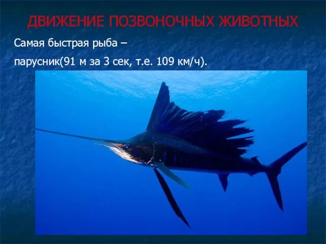 ДВИЖЕНИЕ ПОЗВОНОЧНЫХ ЖИВОТНЫХ Самая быстрая рыба – парусник(91 м за 3 сек, т.е. 109 км/ч).