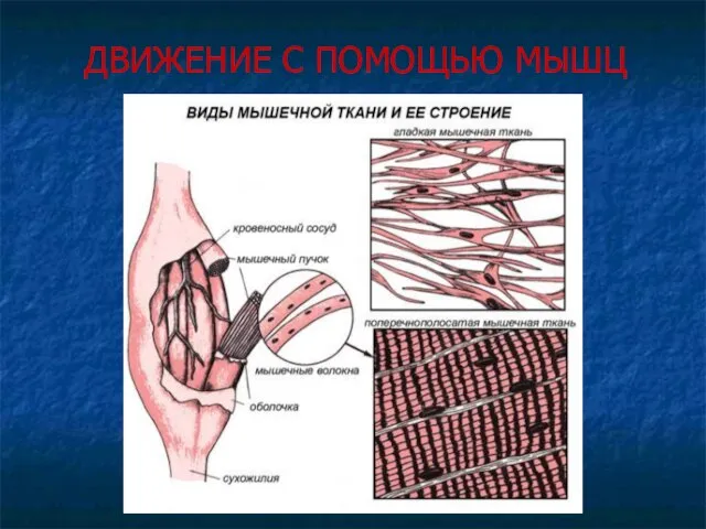 ДВИЖЕНИЕ С ПОМОЩЬЮ МЫШЦ