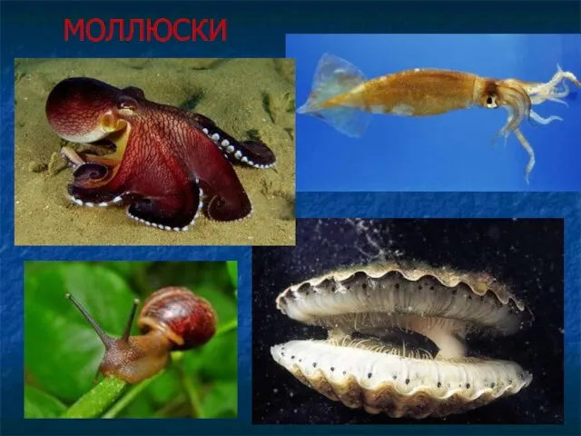 МОЛЛЮСКИ