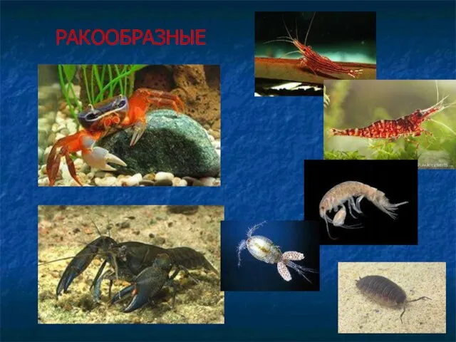 РАКООБРАЗНЫЕ