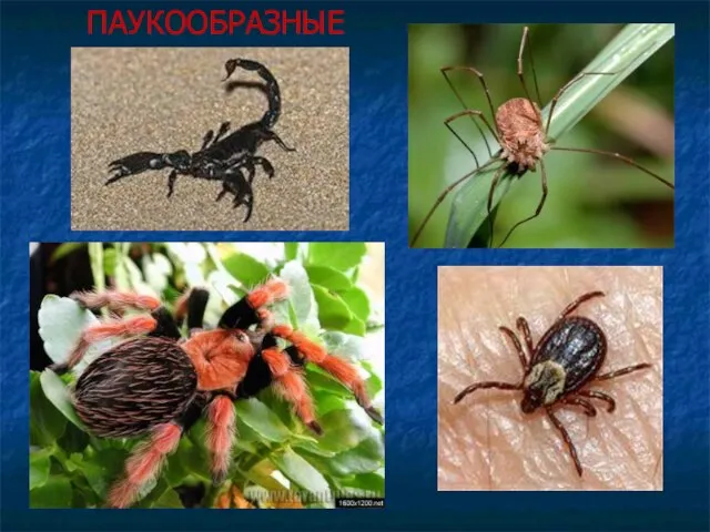 ПАУКООБРАЗНЫЕ