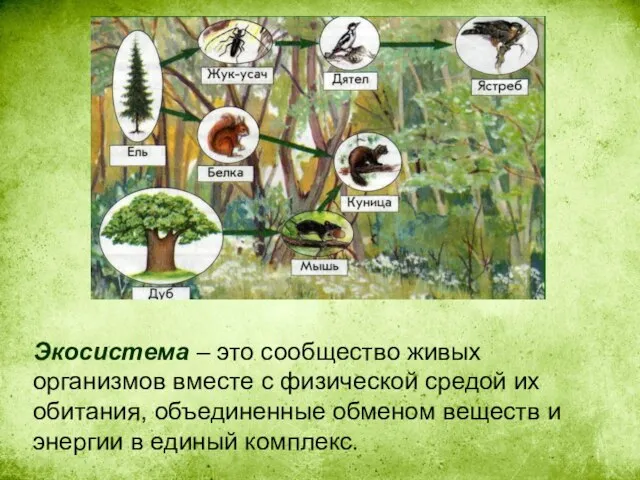 Экосистема – это сообщество живых организмов вместе с физической средой их обитания,