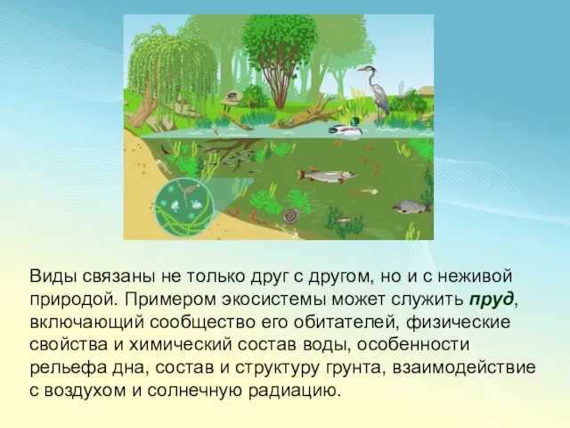 Виды связаны не только друг с другом, но и с неживой природой.