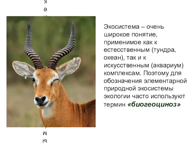 Экосистема – очень широкое понятие, применимое как к естесственным (тундра, океан), так