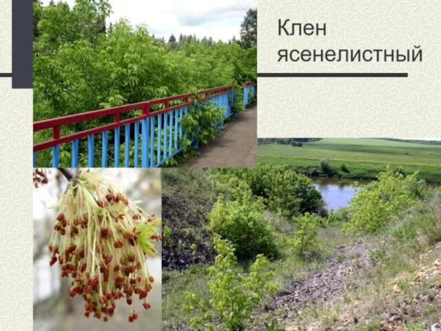 Клен ясенелистный