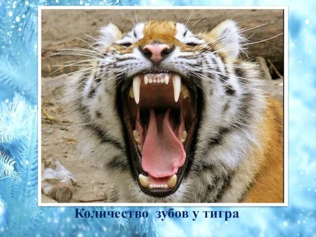 Количество зубов у тигра