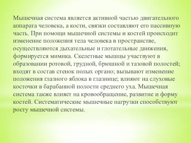 Мышечная система является активной частью двигательного аппарата человека, а кости, связки составляют