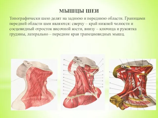 МЫШЦЫ ШЕИ Топографически шею делят на заднюю и переднюю области. Границами передней