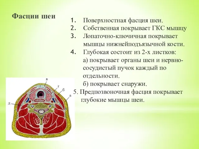 Фасции шеи Поверхностная фасция шеи. Собственная покрывает ГКС мышцу Лопаточно-ключичная покрывает мышцы