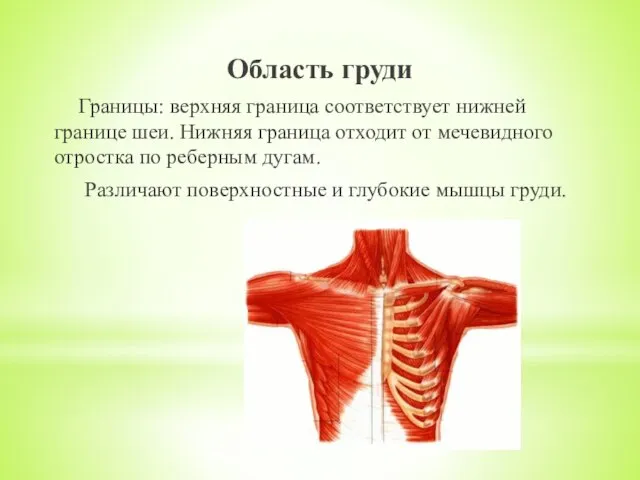 Область груди Границы: верхняя граница соответствует нижней границе шеи. Нижняя граница отходит