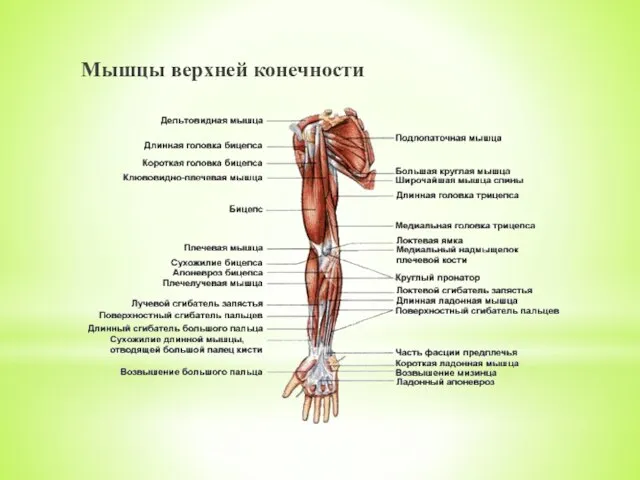 Мышцы верхней конечности