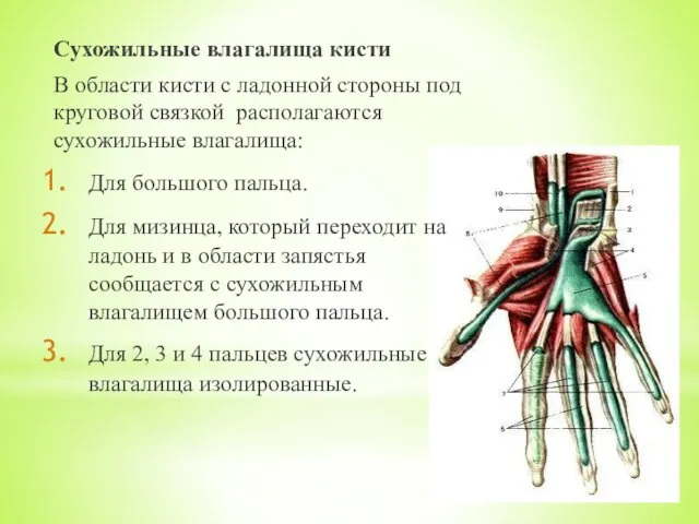 Сухожильные влагалища кисти В области кисти с ладонной стороны под круговой связкой