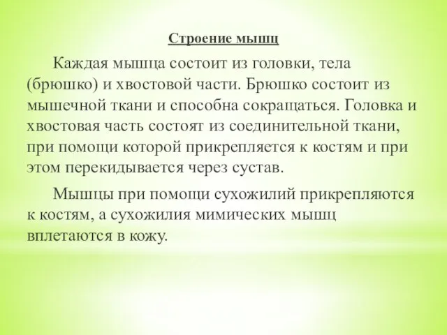 Строение мышц Каждая мышца состоит из головки, тела (брюшко) и хвостовой части.