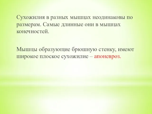 Сухожилия в разных мышцах неодинаковы по размерам. Самые длинные они в мышцах