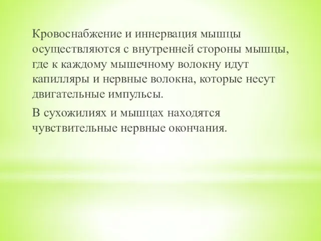 Кровоснабжение и иннервация мышцы осуществляются с внутренней стороны мышцы, где к каждому