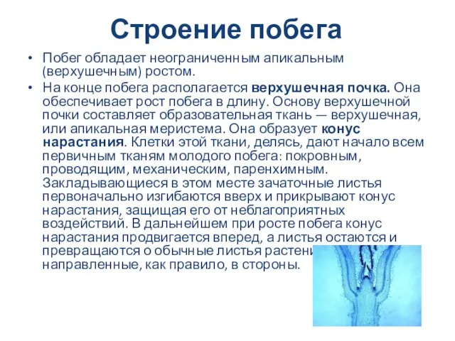 Строение побега Побег обладает неограниченным апикальным (верхушечным) ростом. На конце побега располагается