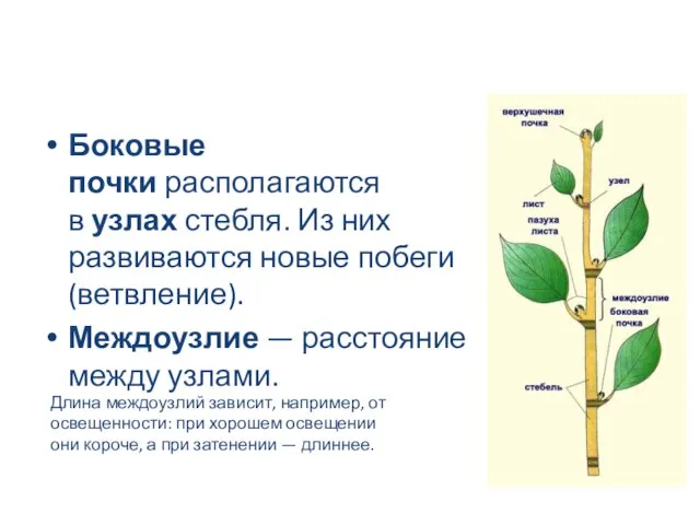 Боковые почки располагаются в узлах стебля. Из них развиваются новые побеги (ветвление).