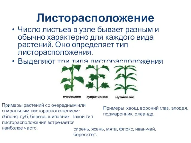 Листорасположение Число листьев в узле бывает разным и обычно характерно для каждого