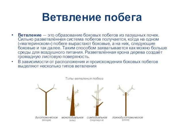 Ветвление побега Ветвление — это образование боковых побегов из пазушных почек. Сильно