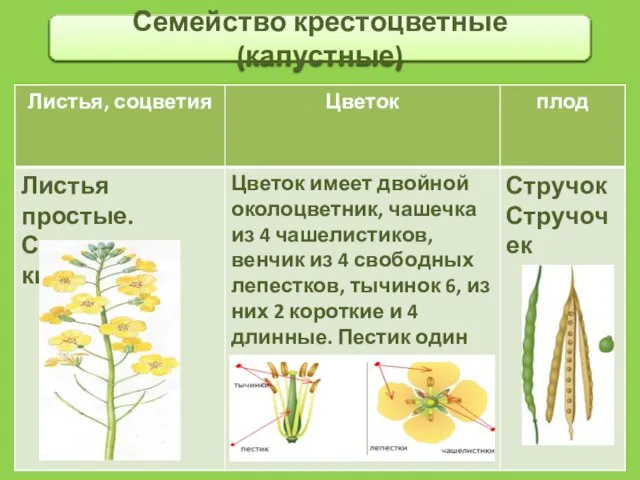 Семейство крестоцветные (капустные)