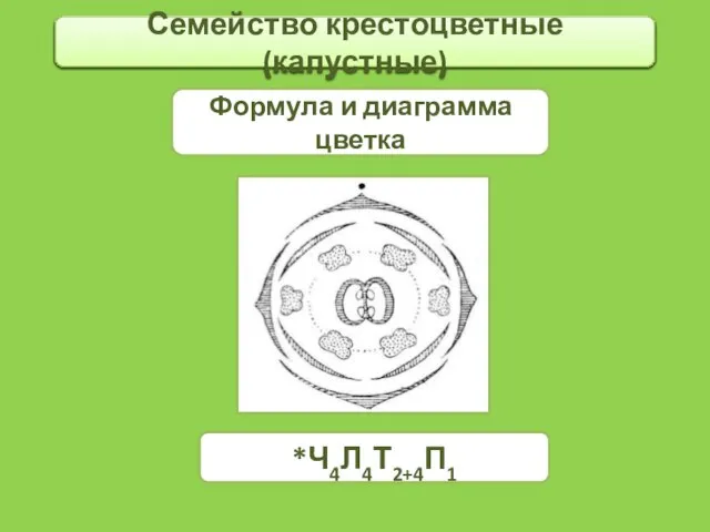 Семейство крестоцветные (капустные) Формула и диаграмма цветка *Ч4Л4Т2+4П1