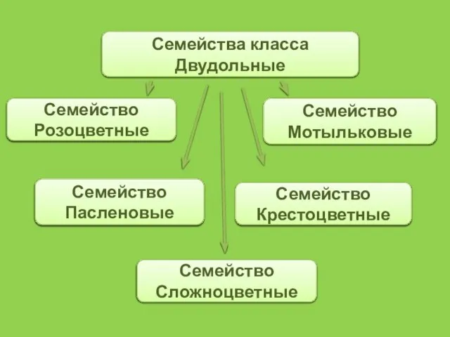 Семейства класса Двудольные Семейство Розоцветные Семейство Мотыльковые Семейство Сложноцветные Семейство Пасленовые Семейство Крестоцветные