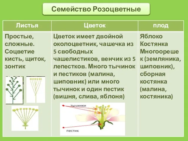 Семейство Розоцветные