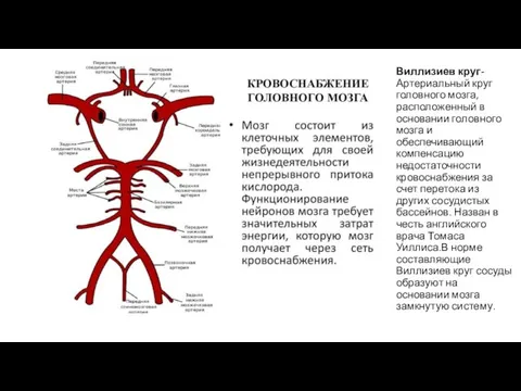 Виллизиев круг-Артериальный круг головного мозга, расположенный в основании головного мозга и обеспечивающий