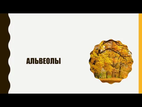 АЛЬВЕОЛЫ