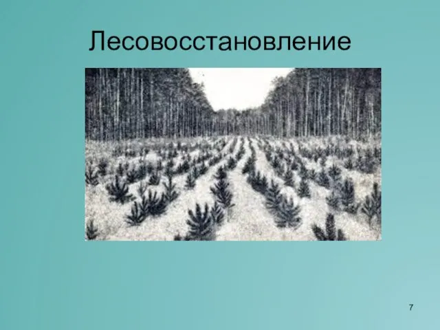 Лесовосстановление