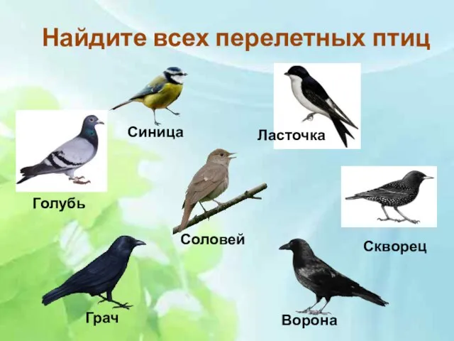 Найдите всех перелетных птиц Голубь Синица Ласточка Грач Ворона Соловей Скворец