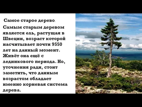 Самое старое дерево. Самым старым деревом является ель, растущая в Швеции, возраст