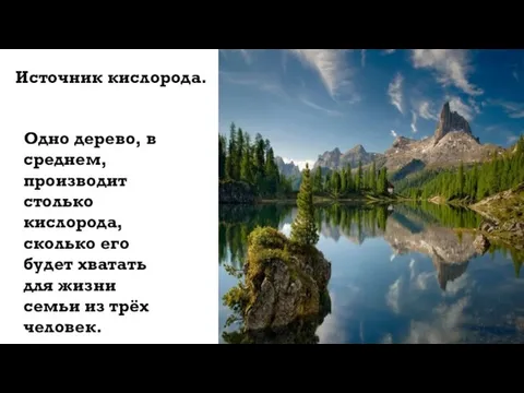 Источник кислорода. Одно дерево, в среднем, производит столько кислорода, сколько его будет