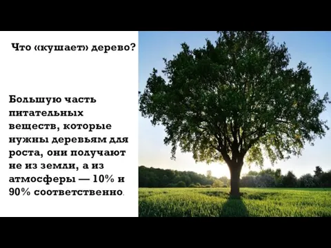 Что «кушает» дерево? Большую часть питательных веществ, которые нужны деревьям для роста,