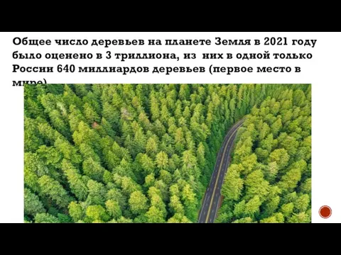 Общее число деревьев на планете Земля в 2021 году было оценено в