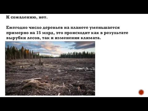 К сожалению, нет. Ежегодно число деревьев на планете уменьшается примерно на 15